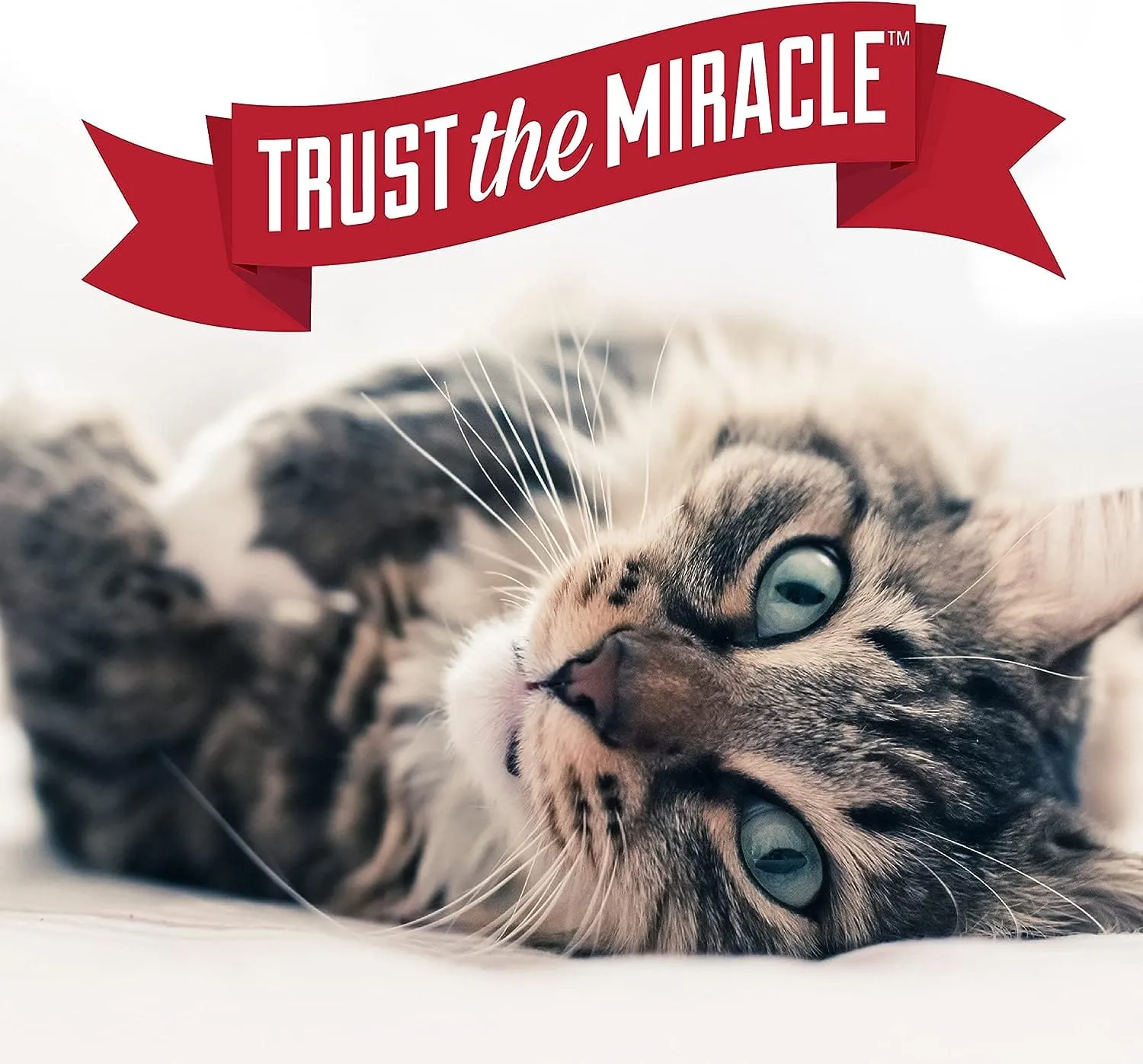 Nature's Miracle Urine Destroyer Plus for Cats